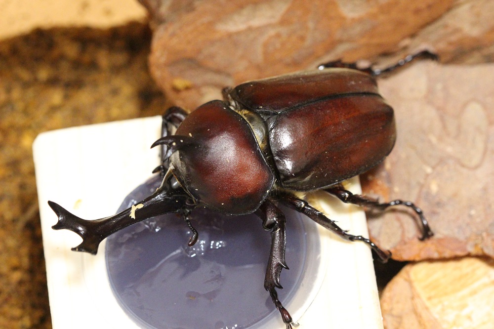 カブトムシの飼育 産卵 幼虫の育て方や寿命を解説 温度や土 ゼリーなどのエサ 蝶と昆虫のwebメディア