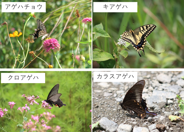 アゲハ蝶(ナミアゲハ)~珍しい?生態写真や見分け方、生息地、食草、越冬、亜種などを解説~ | 蝶と昆虫のWEBメディア