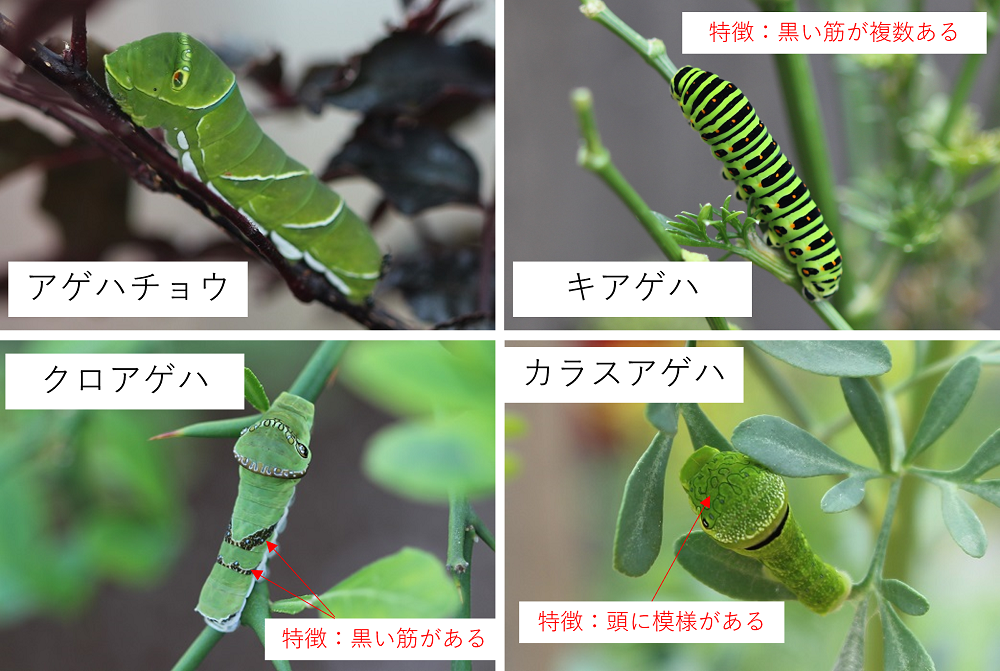 アゲハの幼虫の見分け方