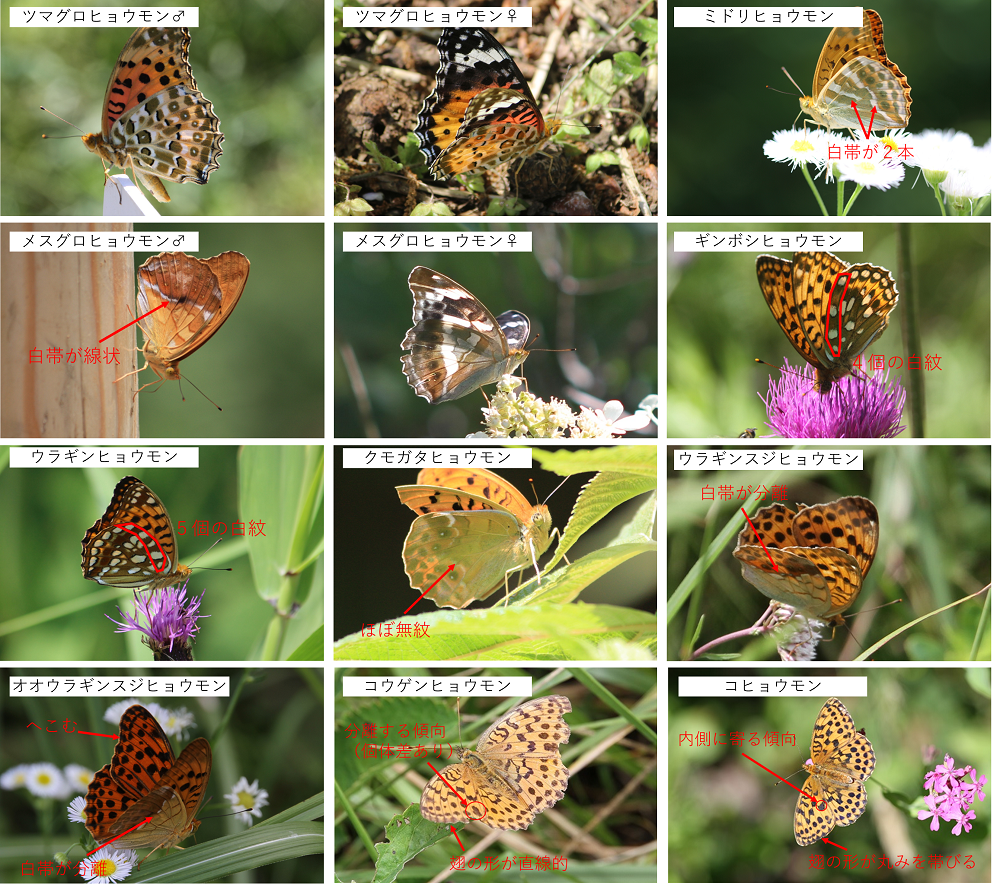 ヒョウモンチョウの種類と見分け方を画像付きで解説 ツマグロヒョウモンは珍しい 似た蝶は 蝶と昆虫のwebメディア