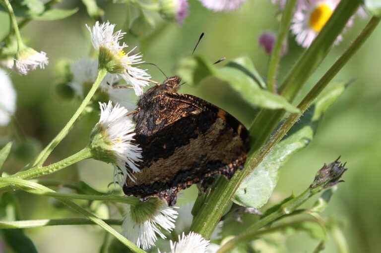 ヒオドシチョウ~珍しい?生態写真や見分け方、生息地、食草、越冬、亜種などを解説~ 蝶と昆虫のWEBメディア