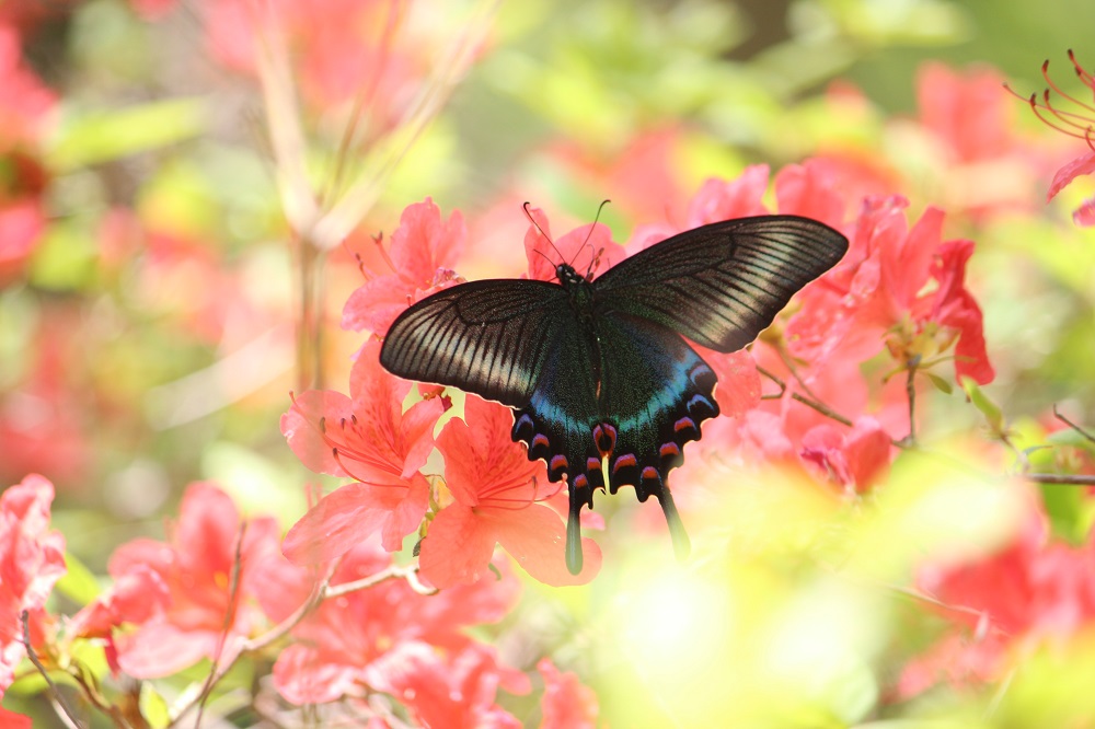 Butterflies Of Japan Papilionidae Swallowtail Butterfly 蝶と昆虫のwebメディア