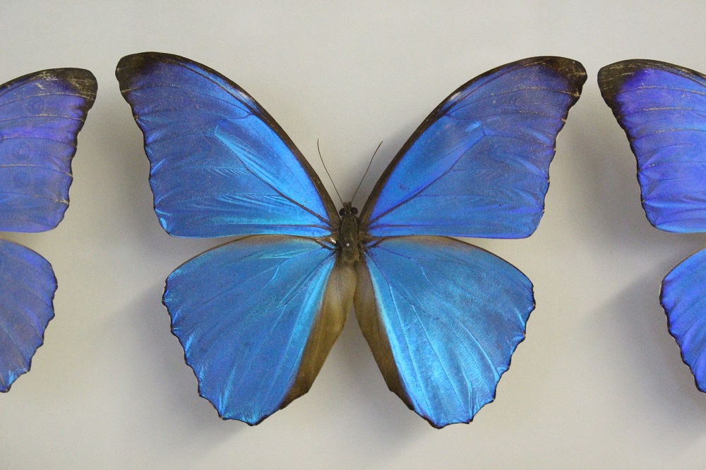 世界の美しい蝶と蛾】最も綺麗な蝶と蛾は？モルフォチョウ・カラス 