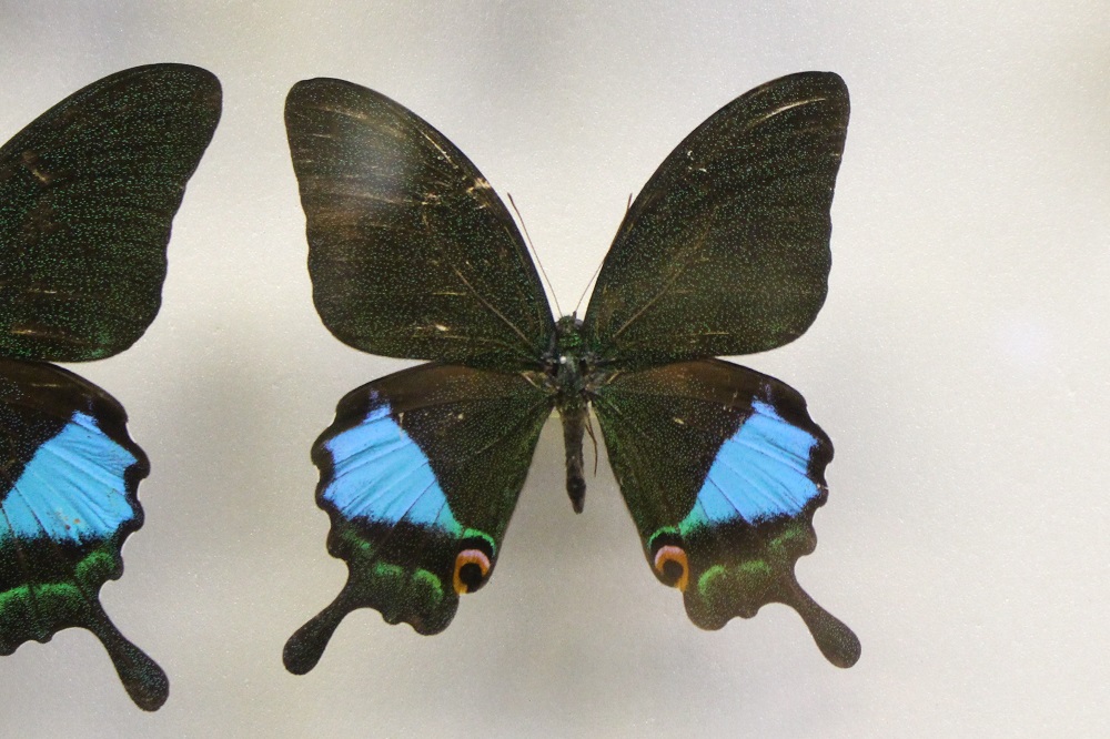 世界の美しい蝶と蛾】最も綺麗な蝶と蛾は？モルフォチョウ・カラス 