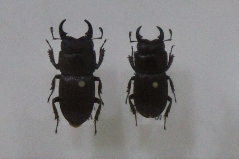 日本のクワガタの種類を解説！何種類生息している？ 蝶と昆虫のWEBメディア